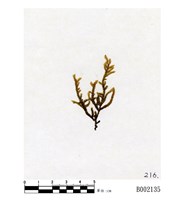 藏品(菲律賓粗枝苔)的圖片